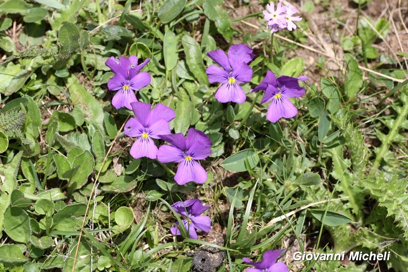 Viola sp.